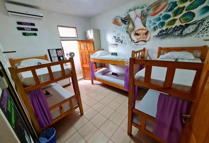 Кровать в Общей Комнате, Slow Monkey Hostel