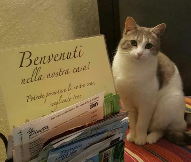 استودیوی استاندارد, B&b Meladormo