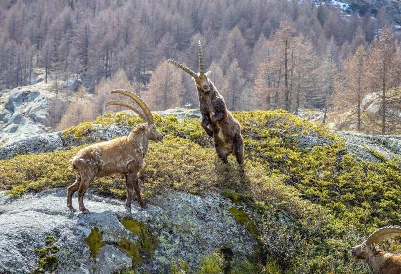 اتاق استاندارد سه نفره, Albergo Gran Paradiso