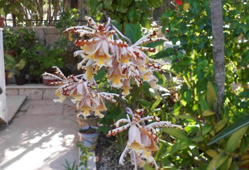 آپارتمان 1 خوابه, Casa Gatos