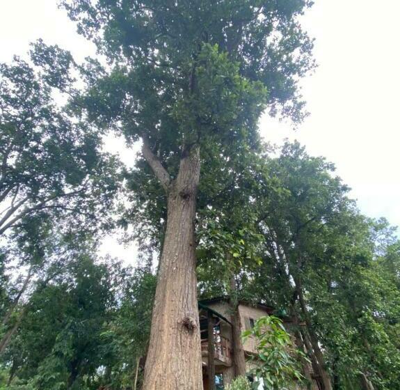 デラックスファミリールーム, Sal Tree Resort By Vihasta, Kanha