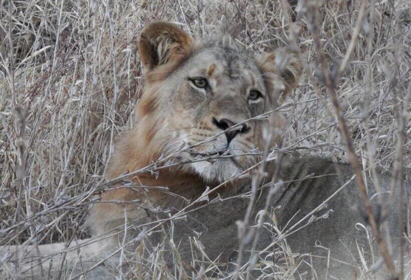 Семейный Номер, Tamanini Timbavati Lodge