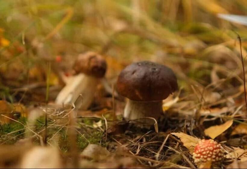 침실 1개 아파트, Punkaharju Resort