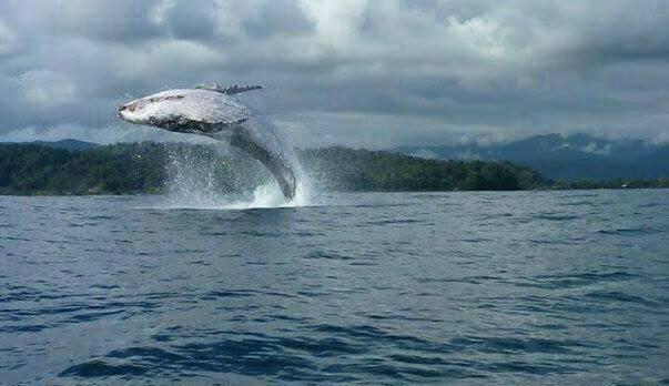 اتاق استاندارد چهار تخته با چشم‌انداز دریا, Posada El Acuario