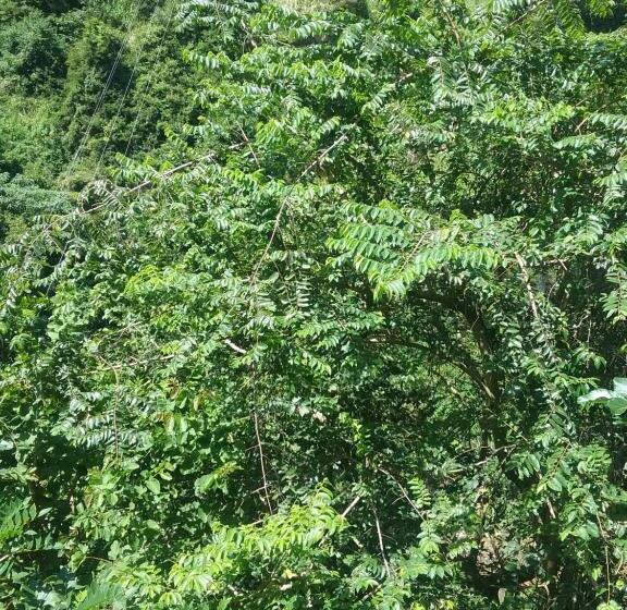 Семейный Номер Вид на Горы, Jungle Face Inn