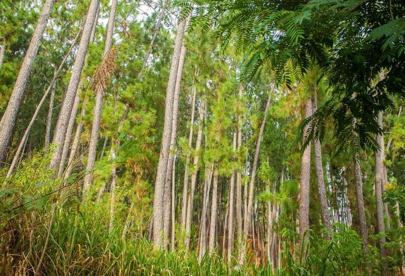 اتاق استاندارد با تراس, Ella Forest Paradise