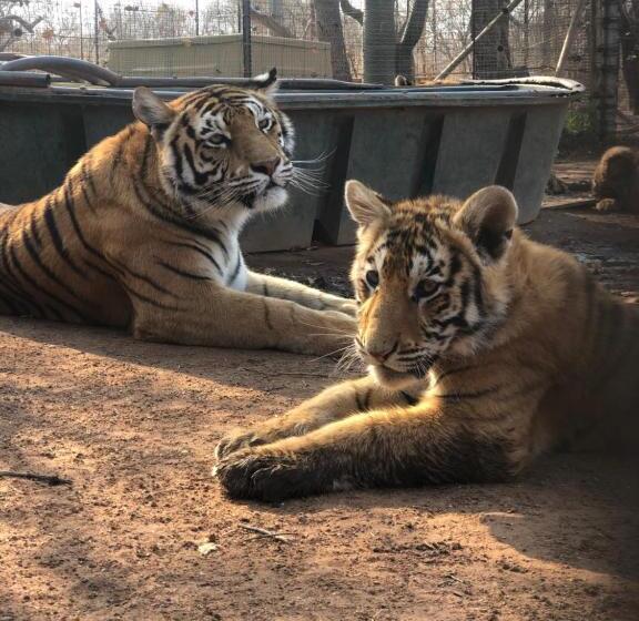Номер бизнес-класса, Simba Safaris African Pride Exotic Lodge