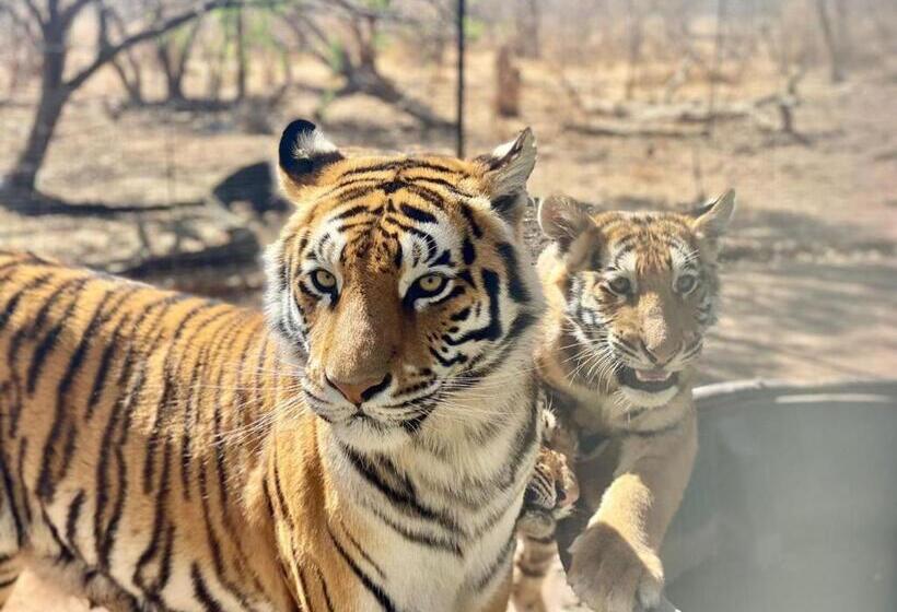 Номер Deluxe, Simba Safaris African Pride Exotic Lodge
