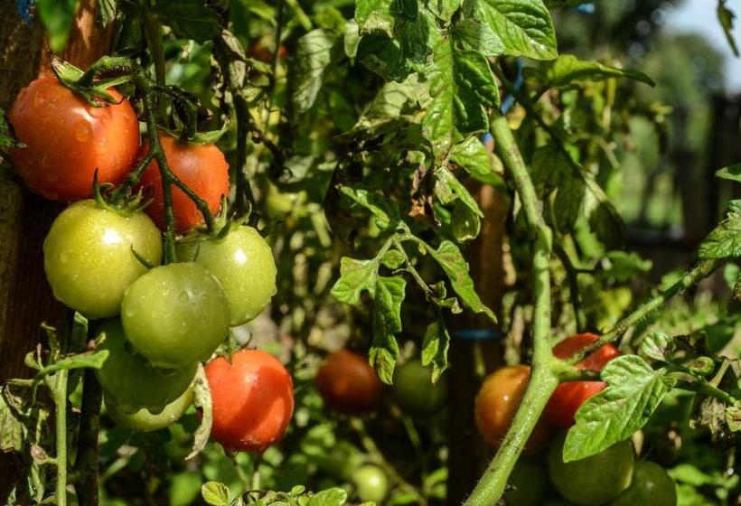Четырехместный Номер Стандарт, Penzion Pišlikdum