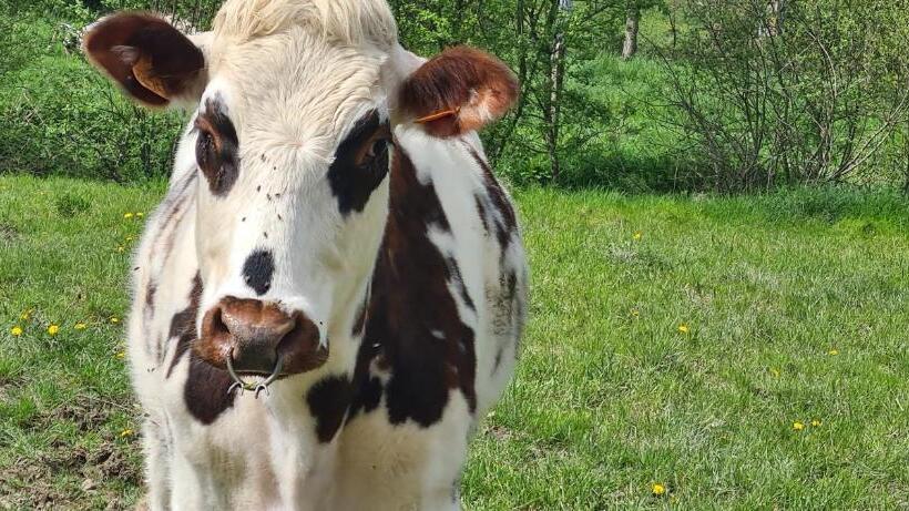 Номер Стандарт, Roulotte à La Ferme Buissonnière