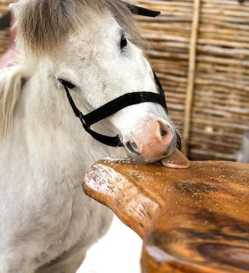 Номер Стандарт, Tniqua Stable Inn