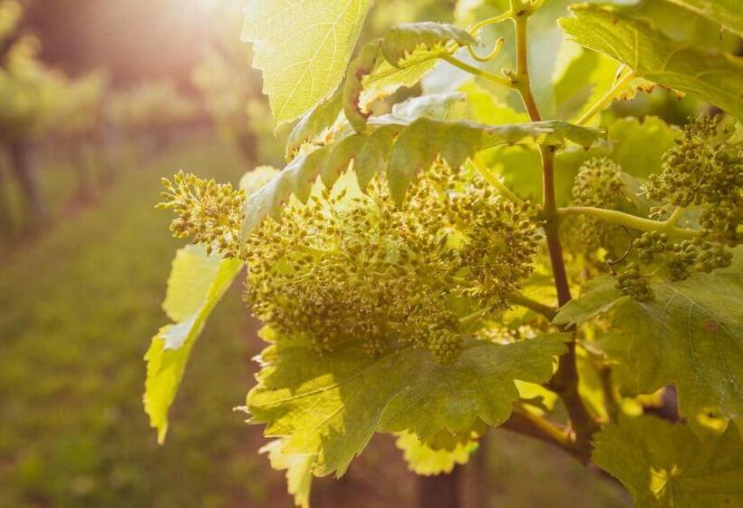 اتاق استاندارد, Fattoria Le Vegre