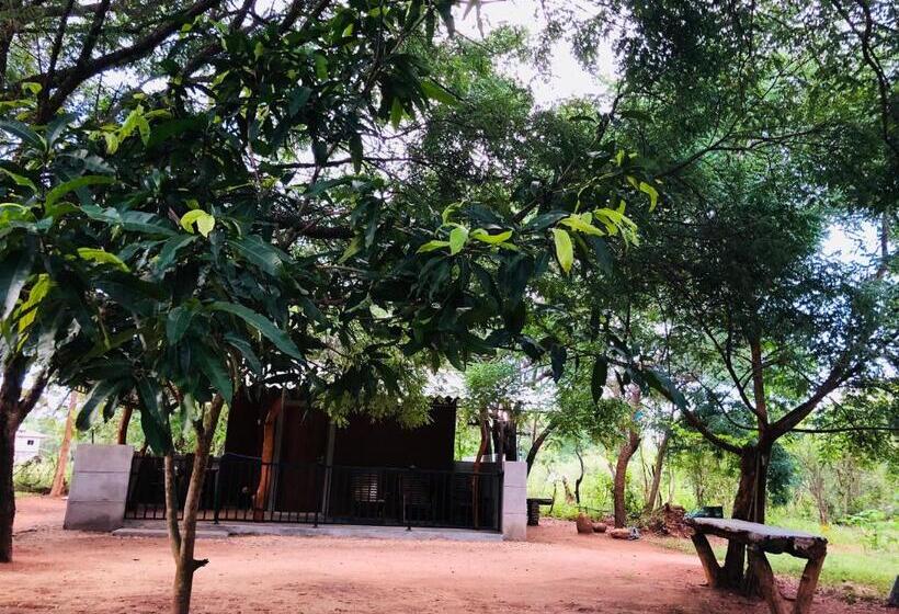 سوئیت جونیور خانوادگی, The Summer Corridor   Kataragama