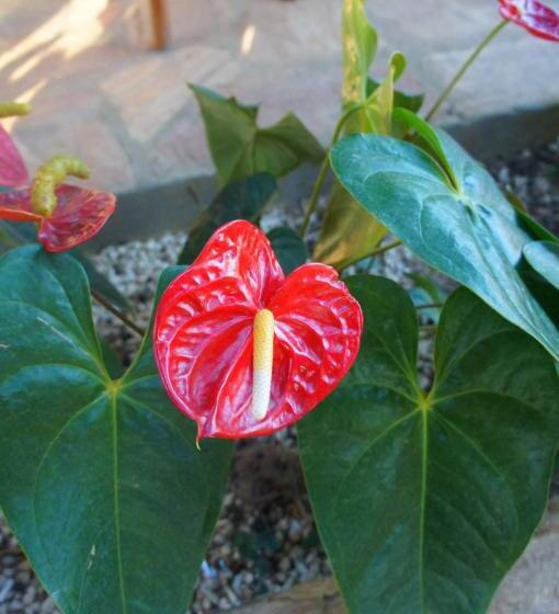 샬레, Cantinho Das Flores