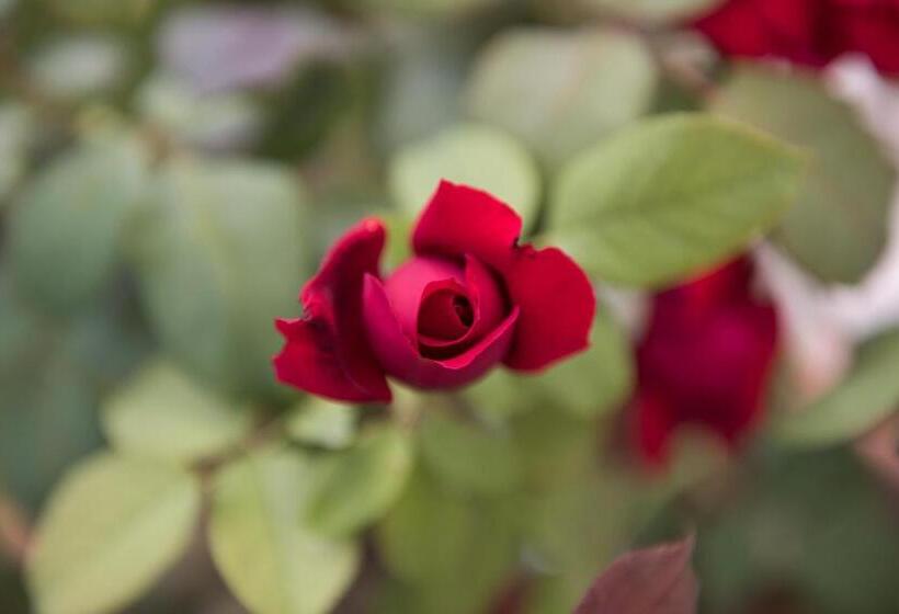 اتاق استاندارد سه نفره, Rosa Del Grappa