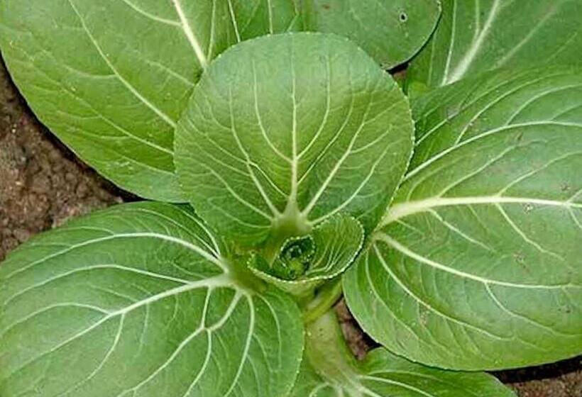 Апартаменты 1 Спальня Вид на Сад, Quinta Dos Sabores Farm Houses