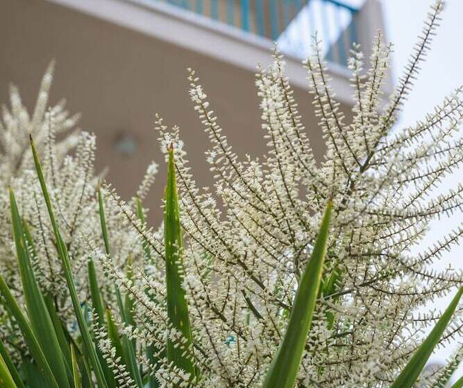 شقة غرفتين, Kyveli Apartments