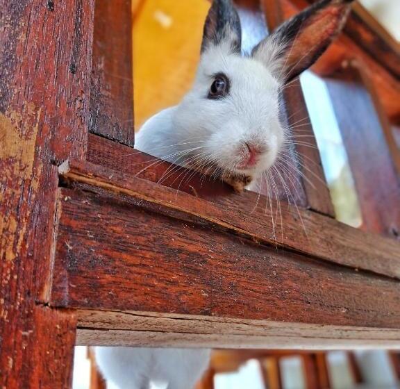 اتاق استاندارد, Follow The Rabbit Bungalow