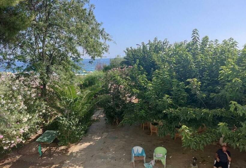 标准间, Palmiye