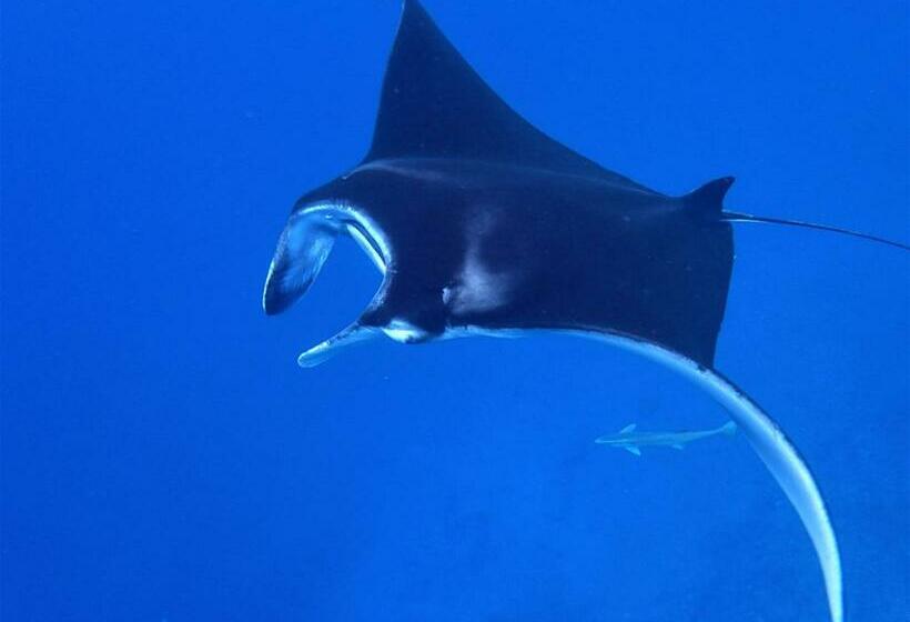 Номер Стандарт, Ocean Front Miyakojima