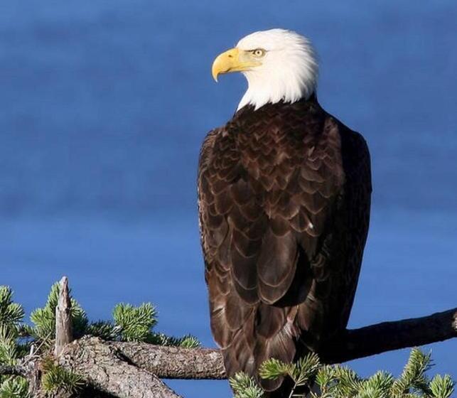 חדר סטודיו סטנדרד, Qualicum Breeze Beach Resort