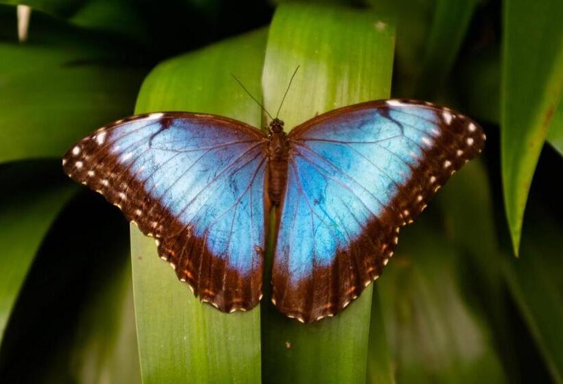 Семейный Номер, Veragua Rainforest