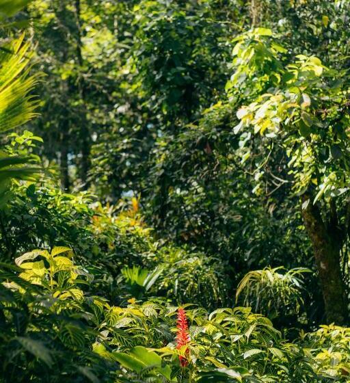 شقة ديلوكس غرفة واحدة, Casa De Mono Bocas