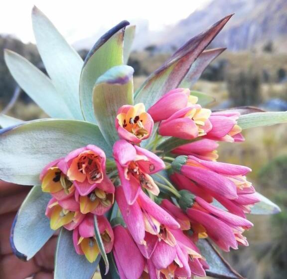 חדר סטנדרט, Amazing Huaraz