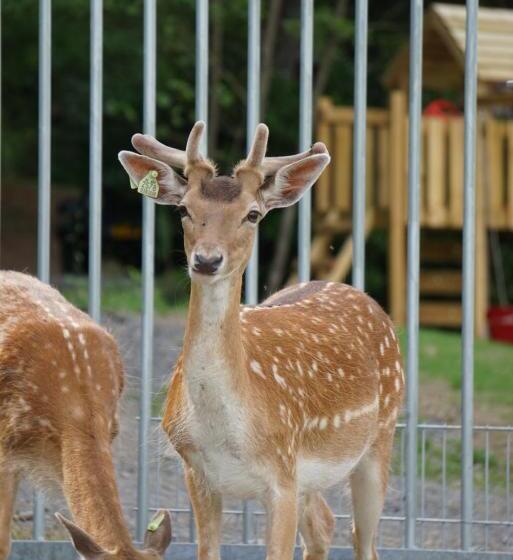 Семейный Номер, Le Val Des Cerfs   Het Hertendal