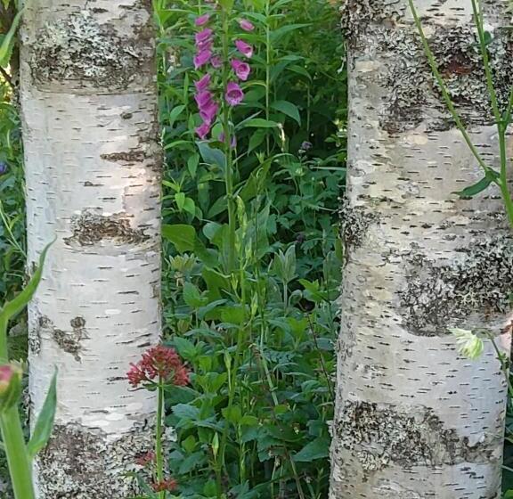 Люкс, La Combe Fleurie