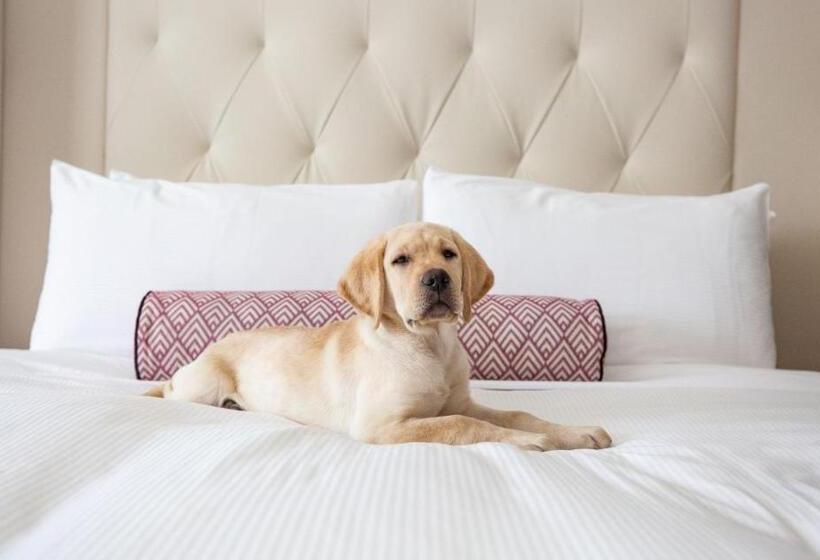 스탠다드 룸 킹사이즈 침대, Fairmont Washington Dc Gold Experience