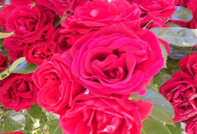 スタンダードスタジオ, Des Roses