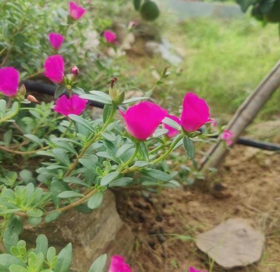 家庭房带园景, Girisadan Organic Farm Retreat & Botanical Forest