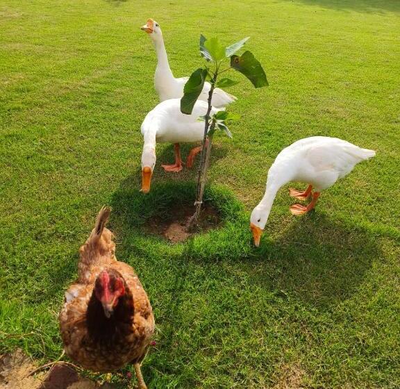 标准房带园景, Girisadan Organic Farm Retreat & Botanical Forest