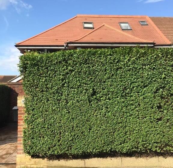 Семейное Студио, 50a Green Lane
