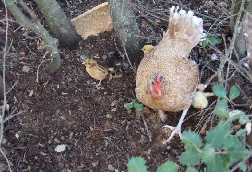 Бунгало Стандарт 2 Спальни, Cabañas Cortijo El Helao