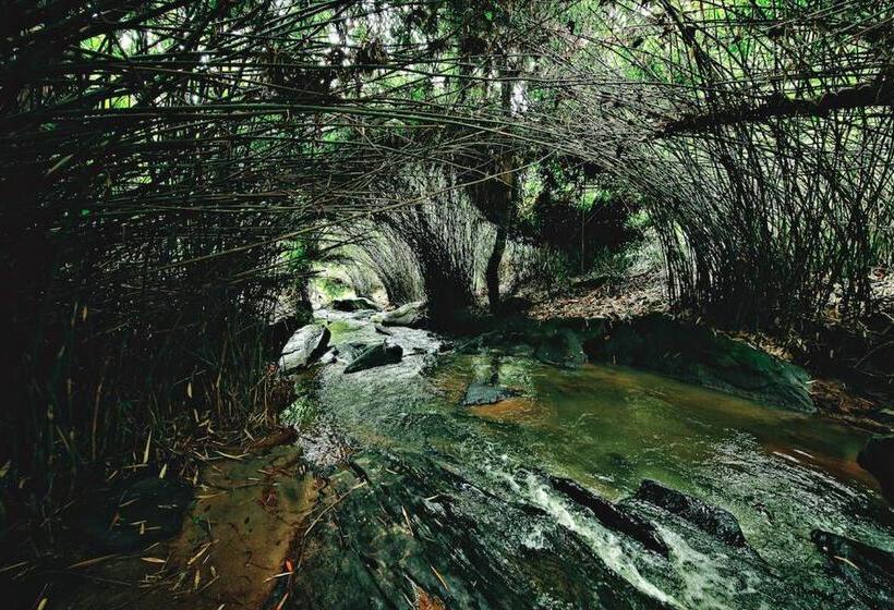 家庭间, Bamboo Creek Resort
