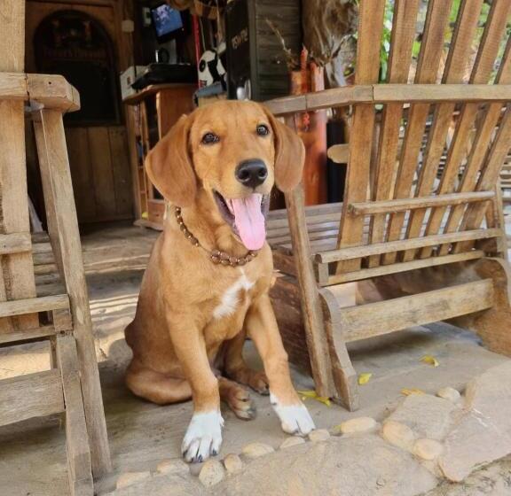 Дом 1 Спальня, Humbhaha Jungle Yala Nature Eco Resort